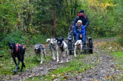 Schlittenhundefahrt Schwabmünchen