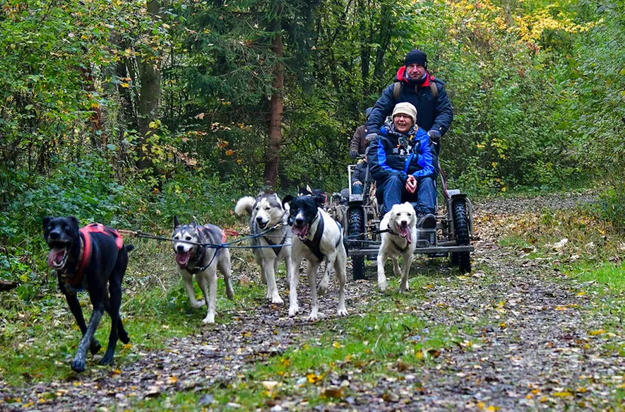 Schlittenhundefahrt Schwabmünchen
