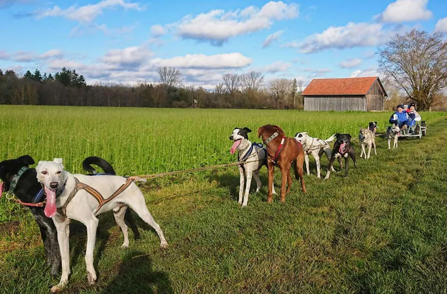Schlittenhundefahrt Schwabmünchen