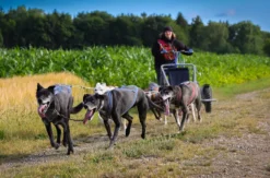 Schlittenhundefahrt Schwabmünchen