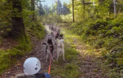 Schlittenhunde Wagenpassagierfahrt Ermenswil für 2