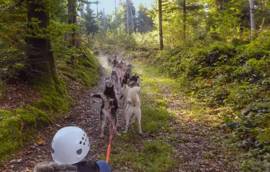 Schlittenhunde Wagenpassagierfahrt Ermenswil für 2