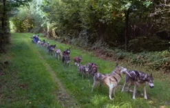 Schlittenhunde Wagenpassagierfahrt Ermenswil für 2