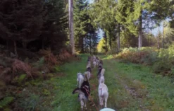 Schlittenhunde Wagenpassagierfahrt Ermenswil für 2