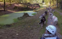 Schlittenhunde Wagenpassagierfahrt Ermenswil für 2