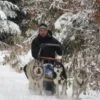Schlittenhunde-Workshop Bad Herrenalb