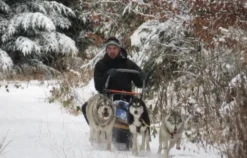 Schlittenhunde-Workshop Bad Herrenalb
