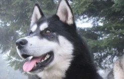 Schlittenhunde-Workshop Bad Herrenalb