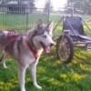 Schlittenhunde-Workshop Goch