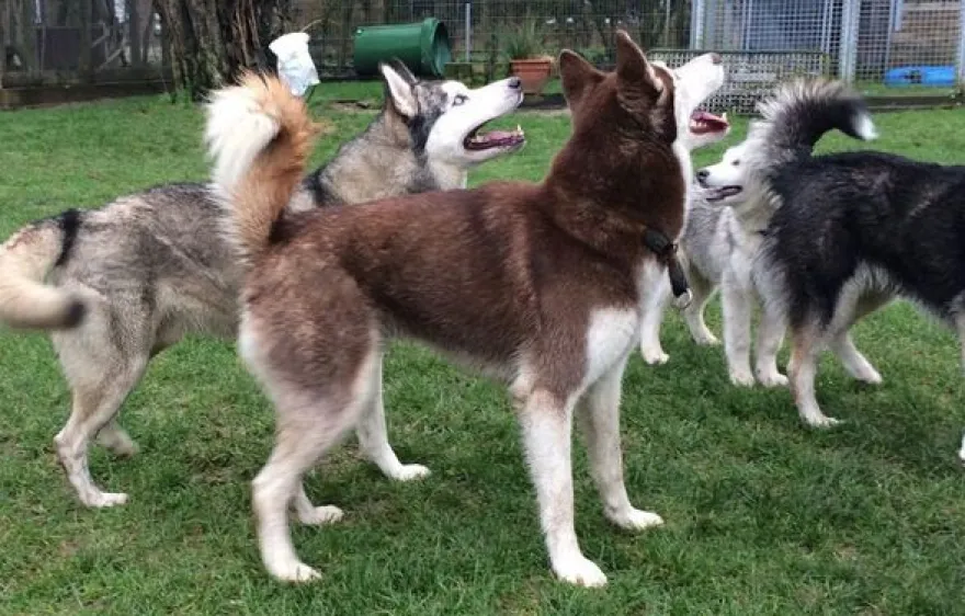 Schlittenhunde-Workshop Goch