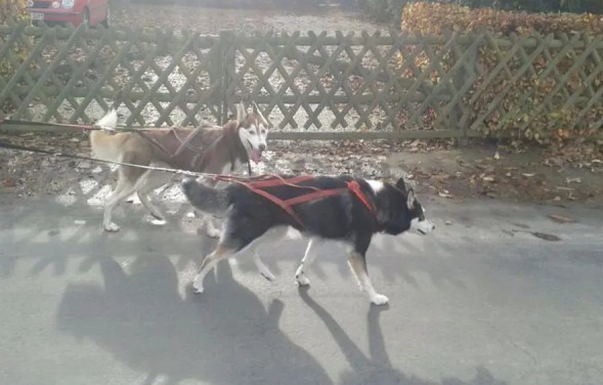 Schlittenhunde-Workshop Goch