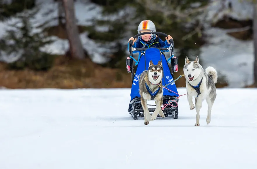 Schlittenhunde Workshop Telfs