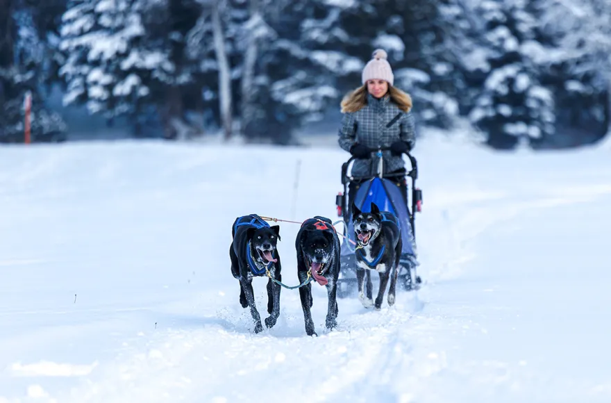 Schlittenhunde Workshop Telfs