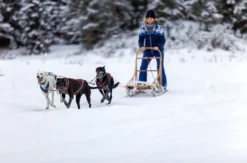 Schlittenhunde Workshop Telfs