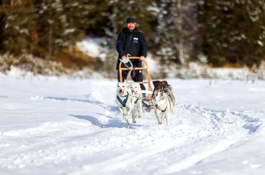 Schlittenhunde Workshop Telfs