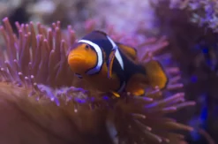 Sea Life Hannover