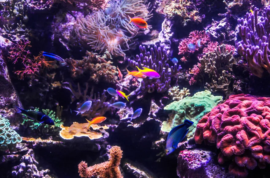 Sea Life Hannover (1 EW + 1 Kleinkind)