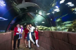 Sea Life Hannover (Kinder-Ticket)