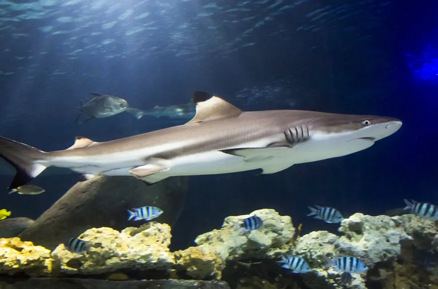 Sea Life Hannover (Kinder-Ticket)