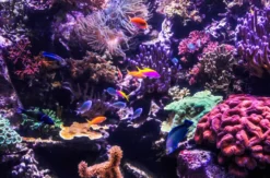 Sea Life Hannover (Kinder-Ticket)