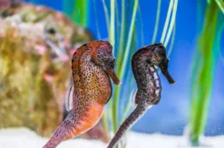 Sea Life Konstanz