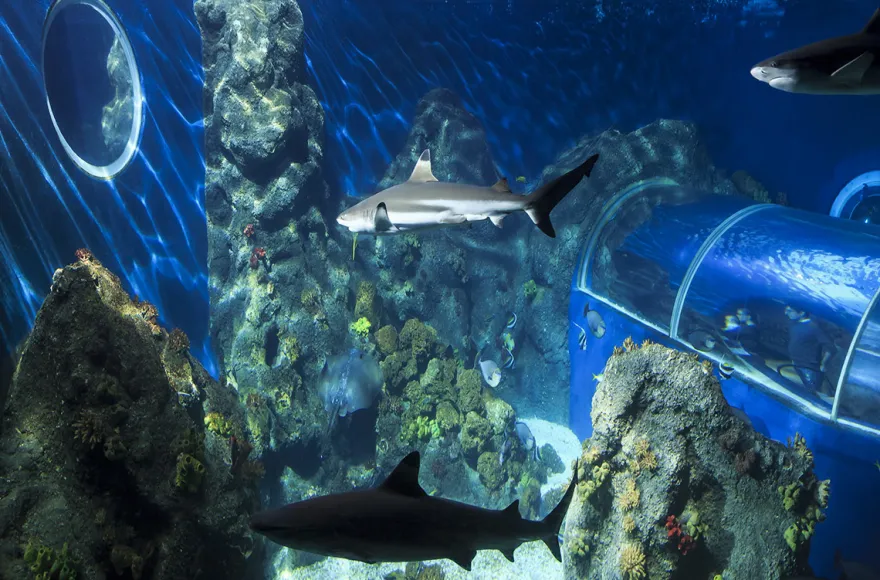 Sea Life Konstanz (1 EW + 1 Kleinkind)