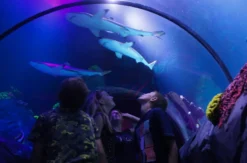 Sea Life Konstanz (1 EW + 1 Kleinkind)