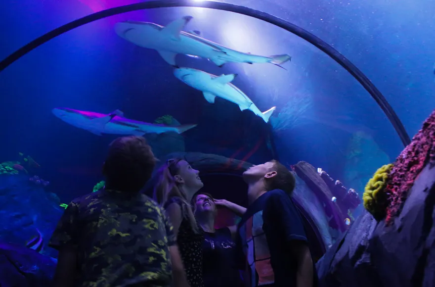 Sea Life Konstanz (1 EW + 1 Kleinkind)