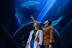 Sea Life Oberhausen (1 EW + 1 Kleinkind)