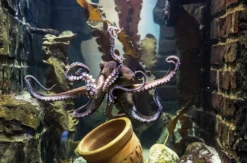 Sea Life Oberhausen (Kinder-Ticket)