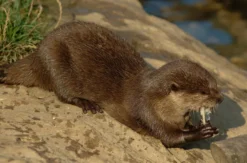 Sea Life Oberhausen (Kinder-Ticket)