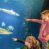 Sea Life Speyer (1 EW + 1 Kleinkind)