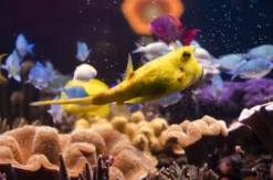 Sea Life Speyer (1 EW + 1 Kleinkind)
