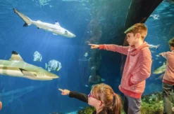 Sea Life Speyer (Kinder-Ticket)