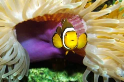 Sea Life Timmendorfer Strand