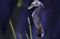 Sea Life Timmendorfer Strand (1 EW + 1 Kleinkind)