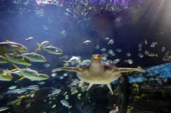 Sea Life Timmendorfer Strand (1 EW + 1 Kleinkind)