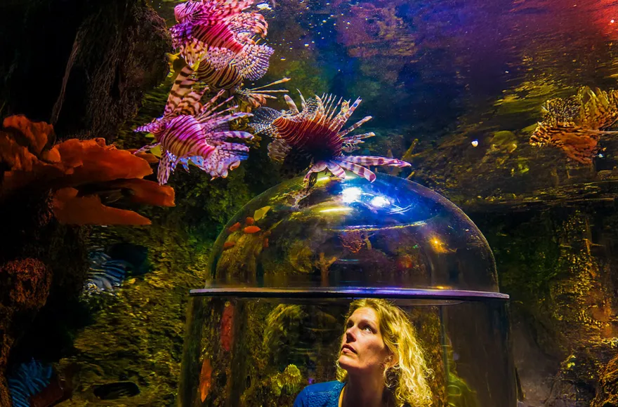 Sea Life Timmendorfer Strand (1 EW + 1 Kleinkind)