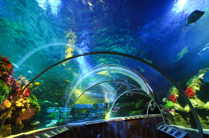 Sea Life Timmendorfer Strand (1 EW + 1 Kleinkind)