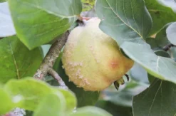 Seifensieden Kurs Wegberg