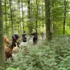 Single-Wanderung mit Alpakas