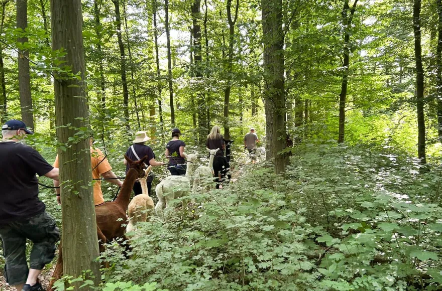 Single-Wanderung mit Alpakas