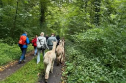 Single-Wanderung mit Alpakas
