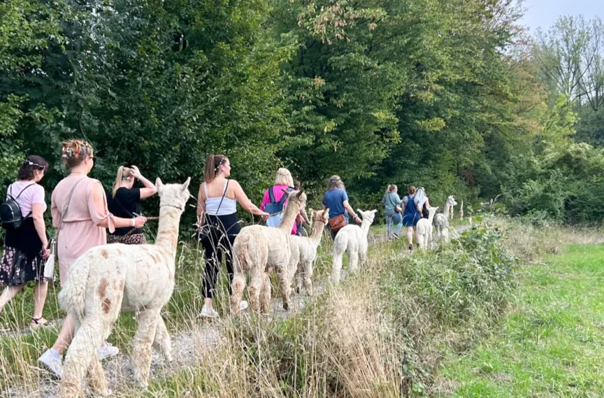 Single-Wanderung mit Alpakas