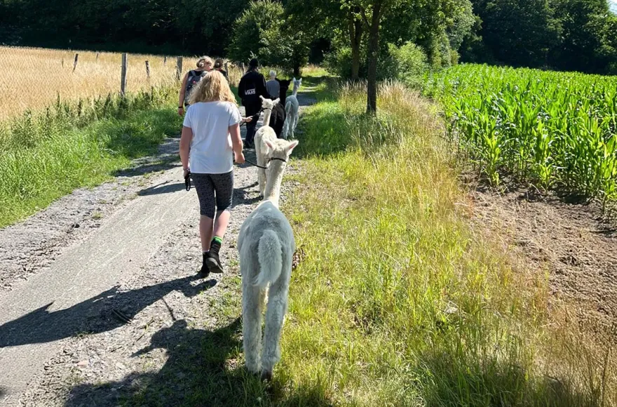 Single-Wanderung mit Alpakas