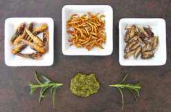 Snack Insects Kochset für Zuhause