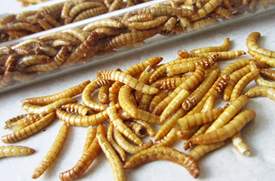 Snack Insects Kochset für Zuhause Österreich