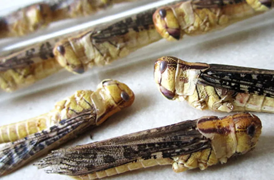 Snack Insects Kochset für Zuhause Österreich