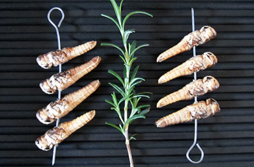 Snack Insects Kochset für Zuhause Österreich