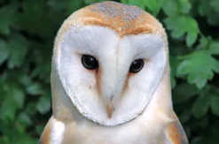 Spaziergang mit Greifvogel auf dem Arm
